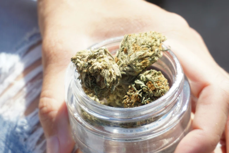 a small jar filled with dried marijuana leaves