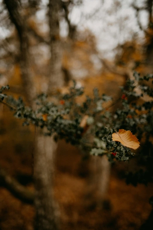 a tree that has fallen leaves on it