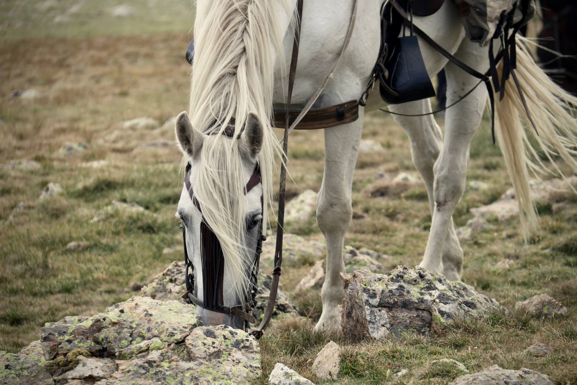 a white horse with a long blond mane eating grass from the ground