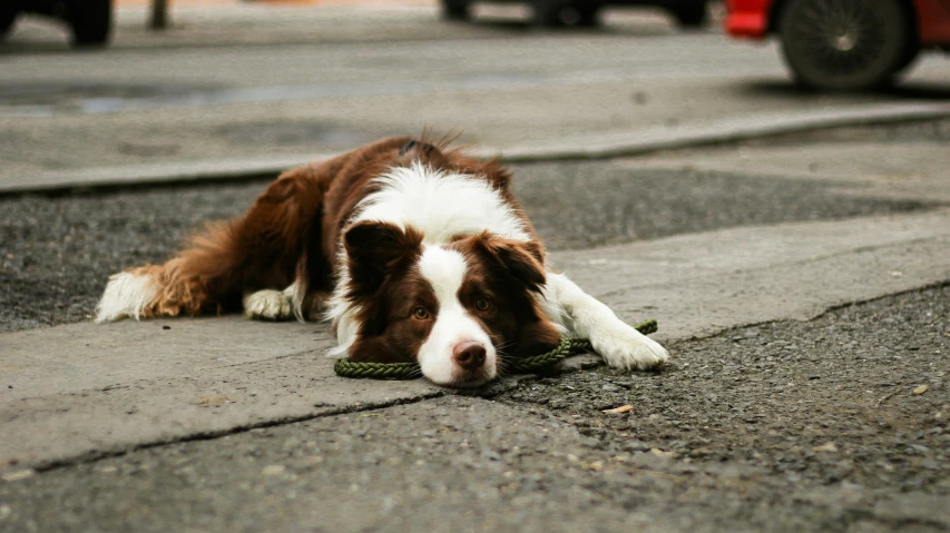 a small dog laying on the curb and playing with soing in its mouth