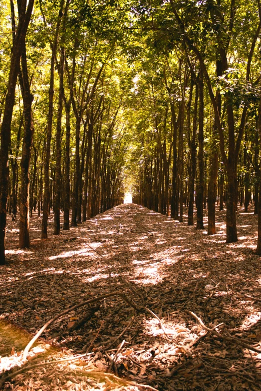 an empty tree line with lots of trees