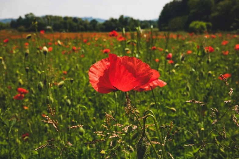 a poppy sits alone in a green field