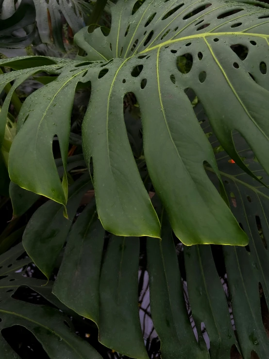 green foliage in the background with holes in the leaves