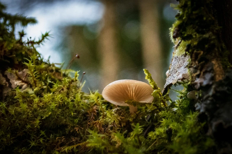 there is a single mushroom in the forest