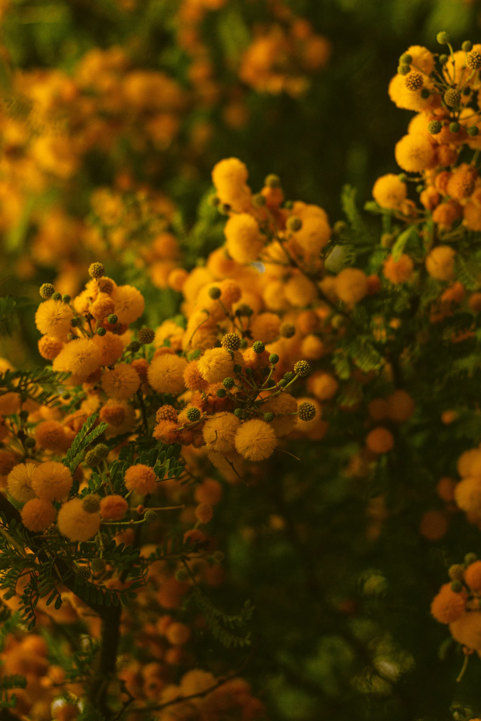 a nch filled with yellow berries is in the foreground