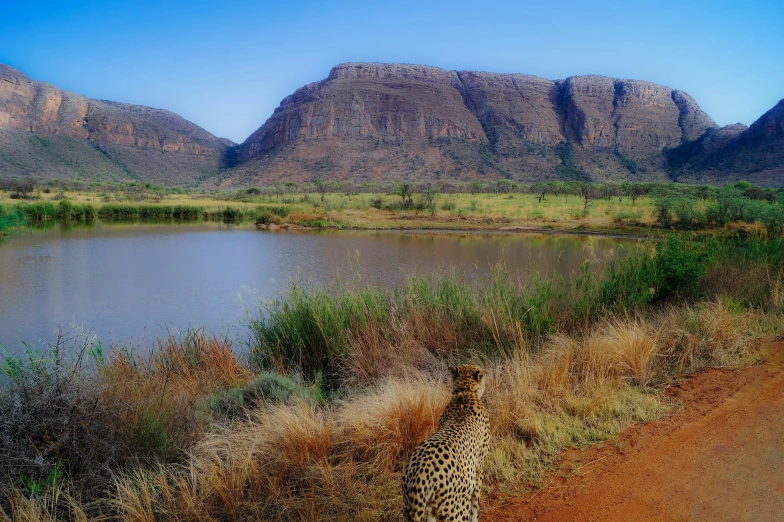 a cheetah walking on a dirt path by a lake with mountains in the background