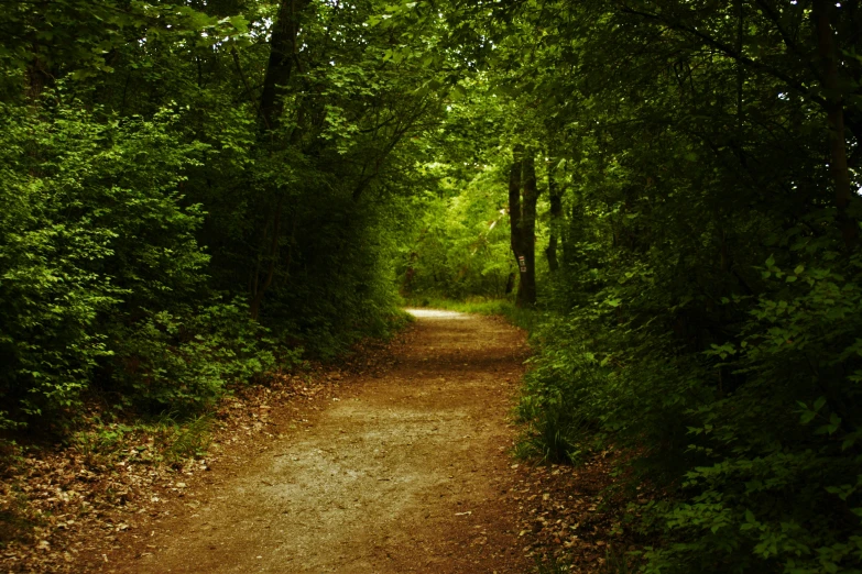a dirt path surrounded by trees and leaves