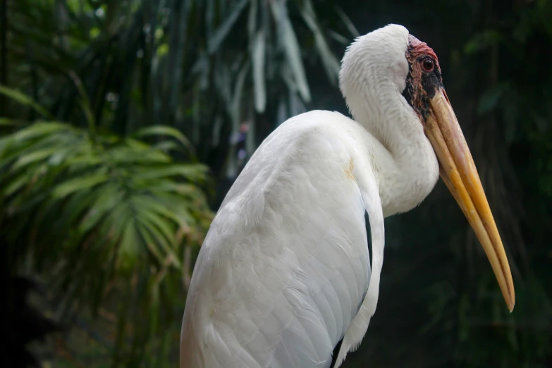 a white pelican is perched on a post