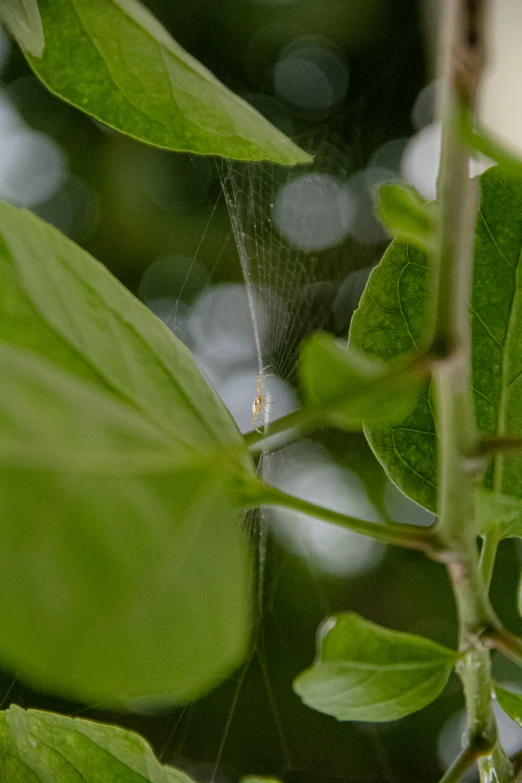 a large bird perched on top of a leaf covered nch