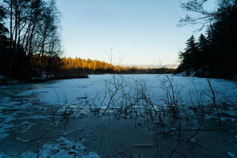 frozen river surrounded by tall grass and trees