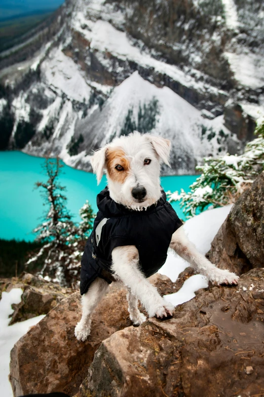 a white dog sitting on a rock looking at the camera