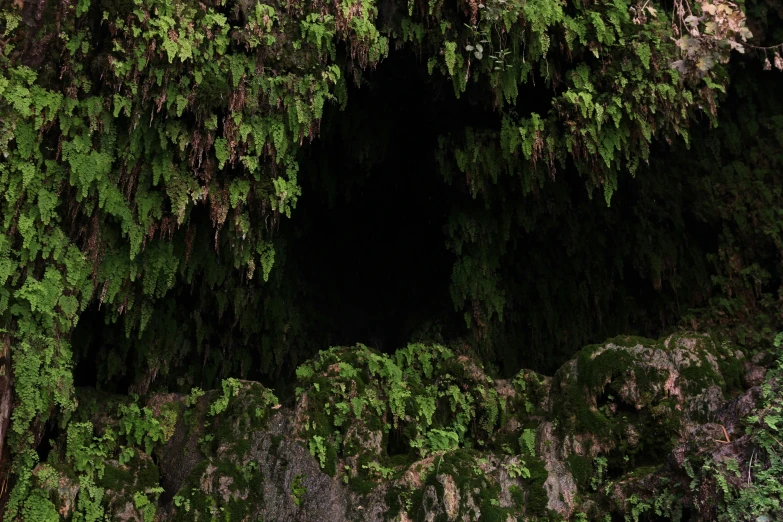 a bird sits on a ledge next to the trees