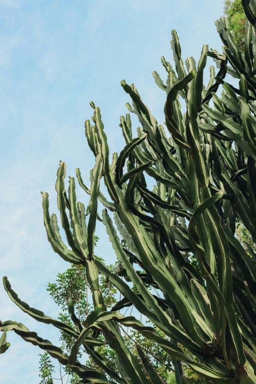 tall cactus trees stand with green leaves against the blue sky
