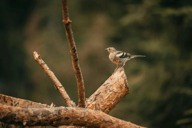 a bird sitting on a tree limb next to some trees