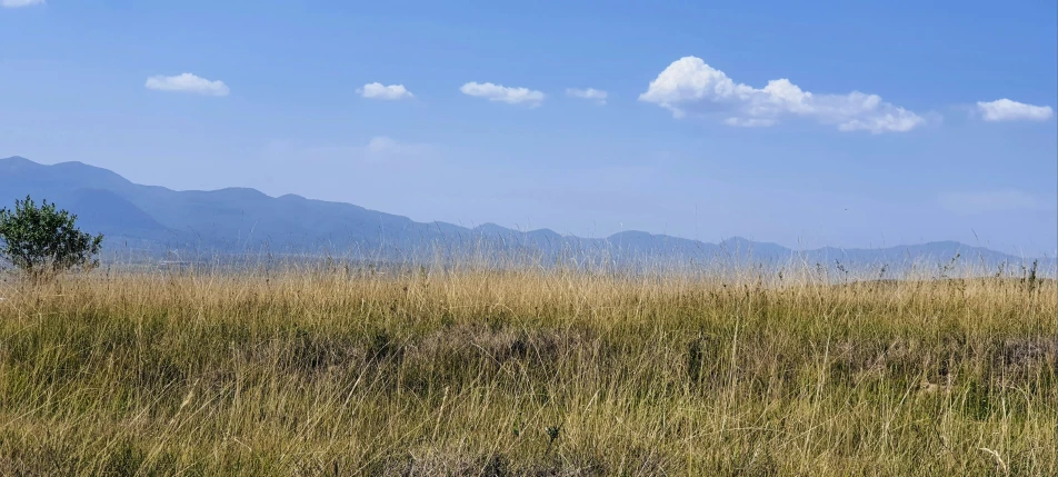 a giraffe stands alone in an arid meadow