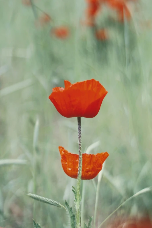 a couple of poppy flowers sitting on top of a lush green field