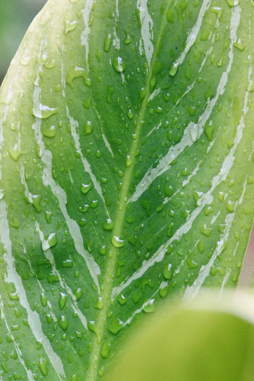 close up s of a leaf with water droplets