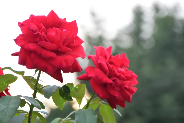 two red flowers sitting on top of a green nch