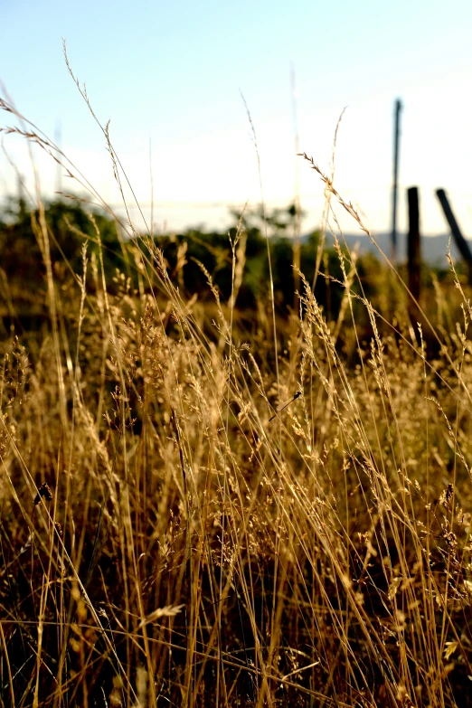 some tall grass by some fence posts