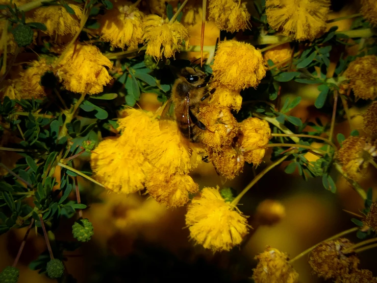 an insect is on top of some yellow flowers