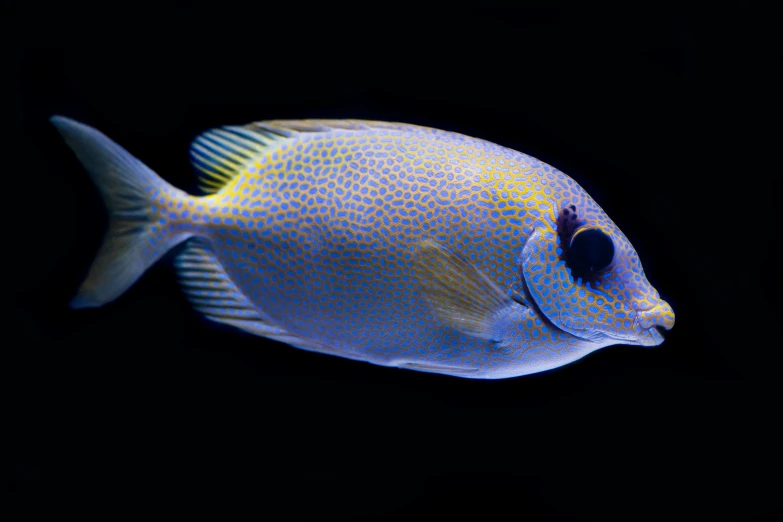 a blue and yellow fish on a dark background