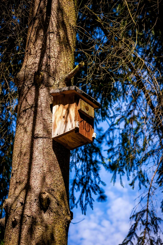 a bird box attached to the side of a tree