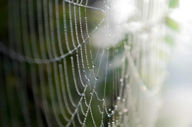 a closeup view of a dew covered spider web