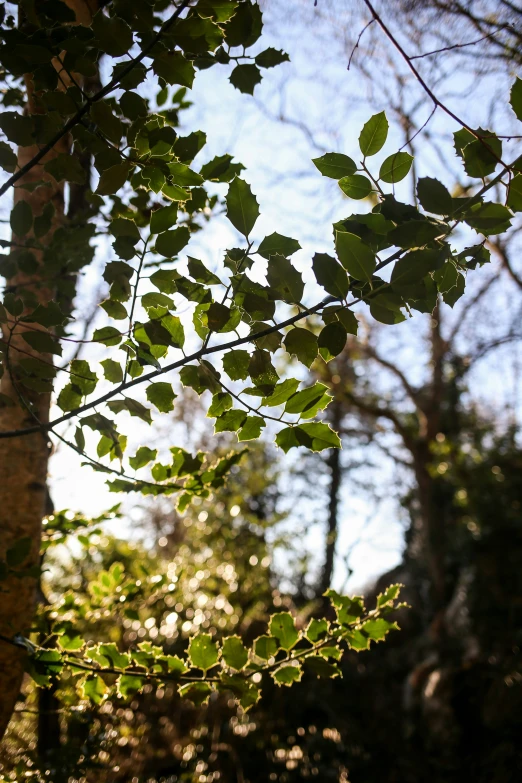 trees are in a wooded area as the sun shines brightly