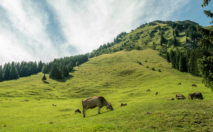 the animals are grazing in the grassy field near a mountain