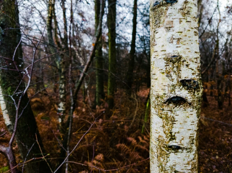 tree trunks with faces carved into them in the forest