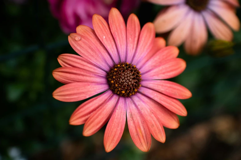 a pink flower sits in between the two pink flowers