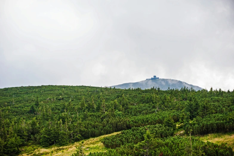 trees are on the ground at the base of a hill