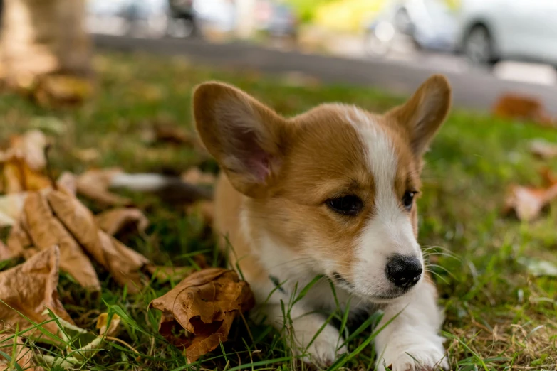 small dog laying in the grass next to trees