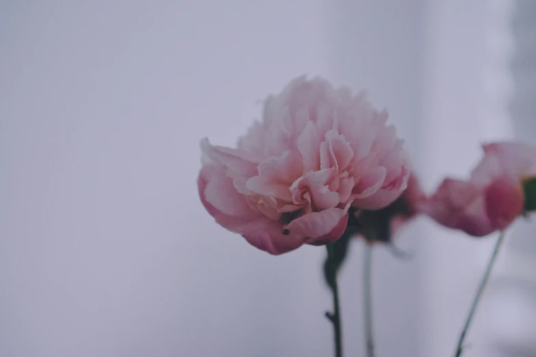 a pink flower in a glass vase against a wall