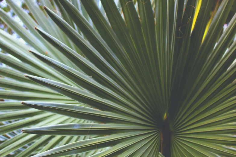 close - up of large green leafy plant in the foreground