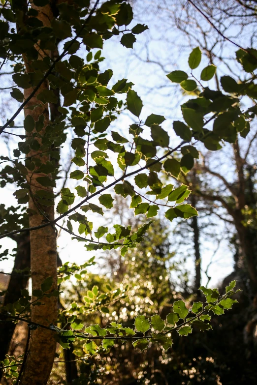 leaves on a tree in the distance against a blue sky