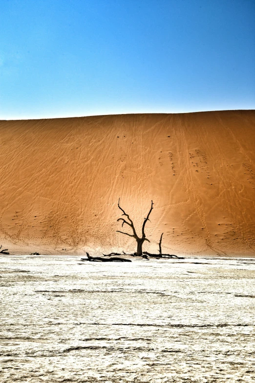 an image of a tree in the desert