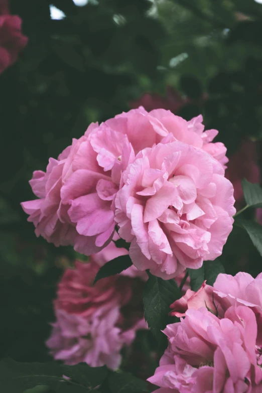 pink flowers in a garden on a sunny day