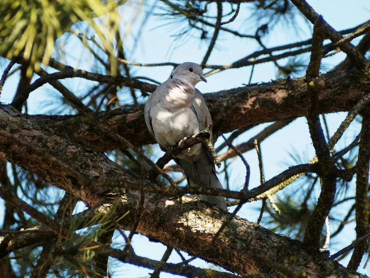 a bird is perched in a tree nch