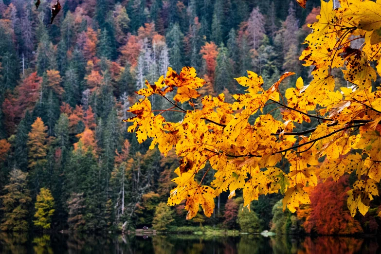 there are lots of trees that are near the water