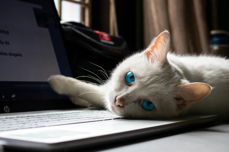 the white cat is sitting on a laptop