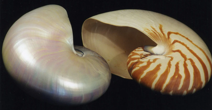 a large seashell and smaller shells in a black background