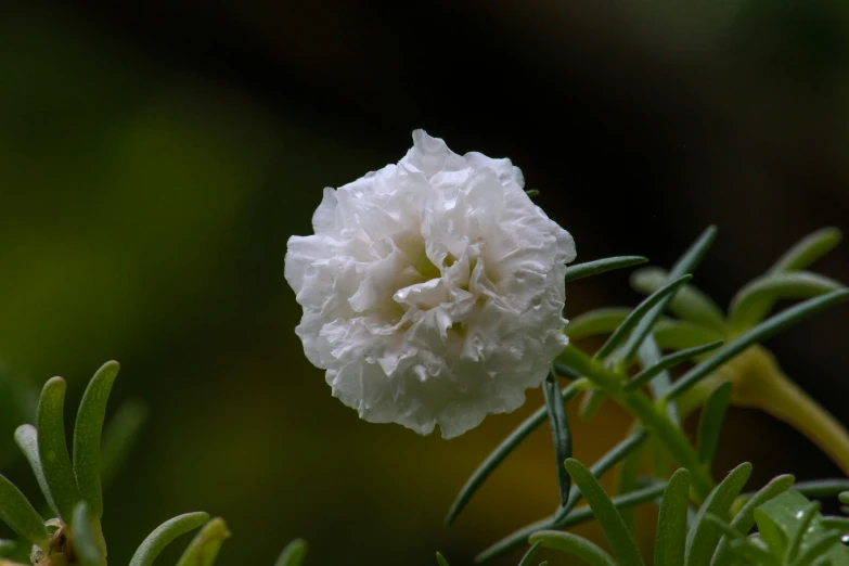 a flower with lots of water droplets covering it