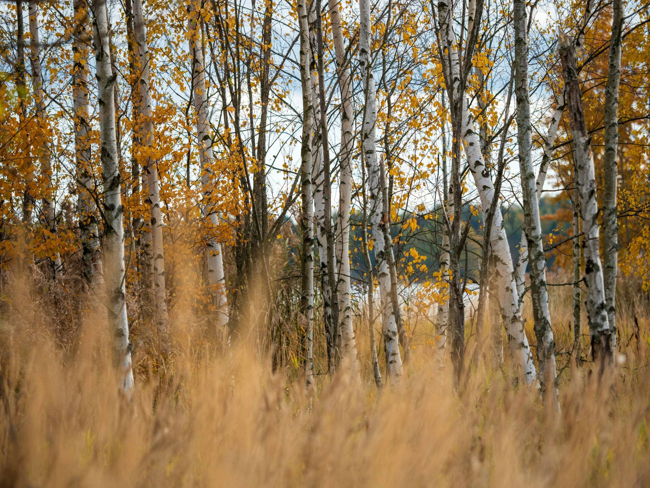 trees with yellow leaves and blue sky behind them