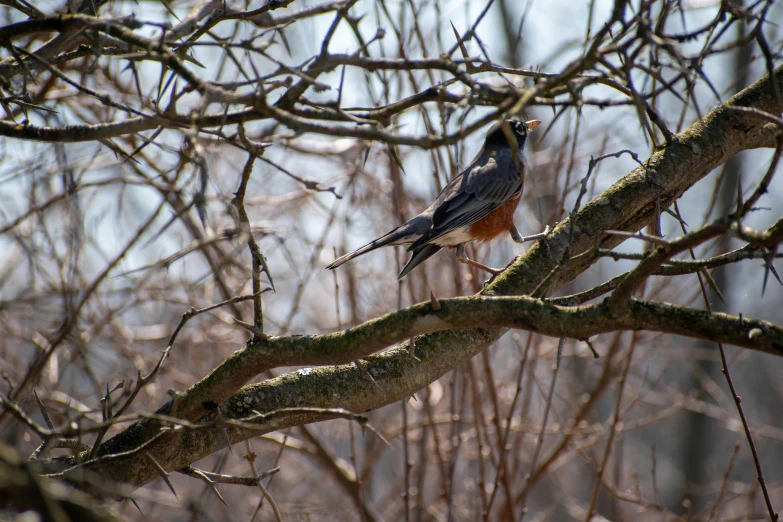 a bird perched in a tree next to many bare nches