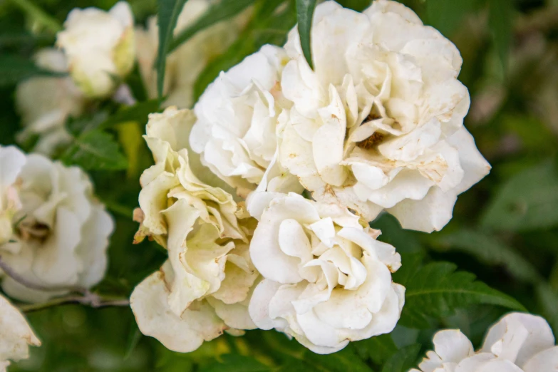 a close up of a plant with white flowers