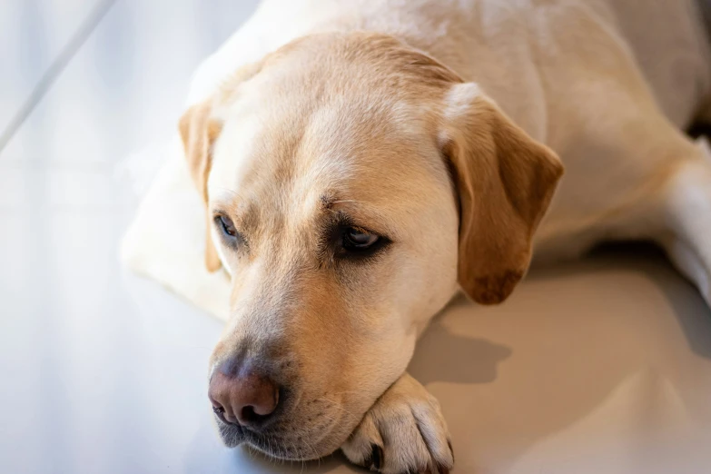 the dog has his head on top of his paws