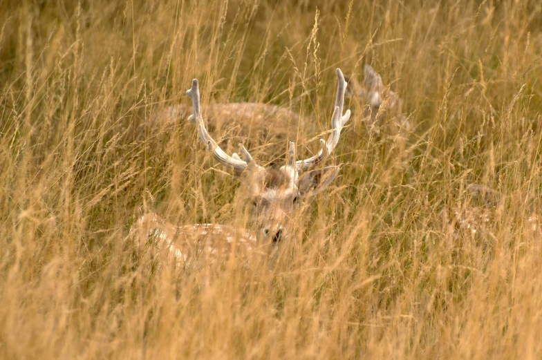 a young deer rests in tall grass on a sunny day