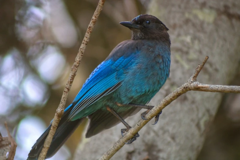 the blue bird has a long bill and is perched on a nch