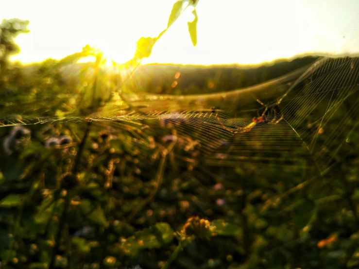 there is spider web covering the green leaves